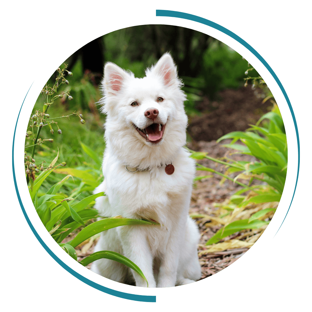 a dog sitting in the grass