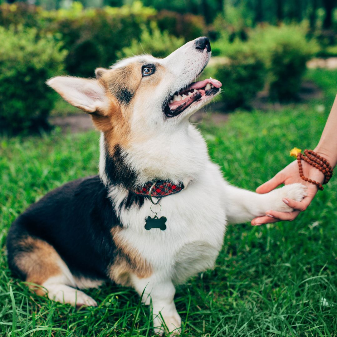 a dog sitting in the grass being petted by a person