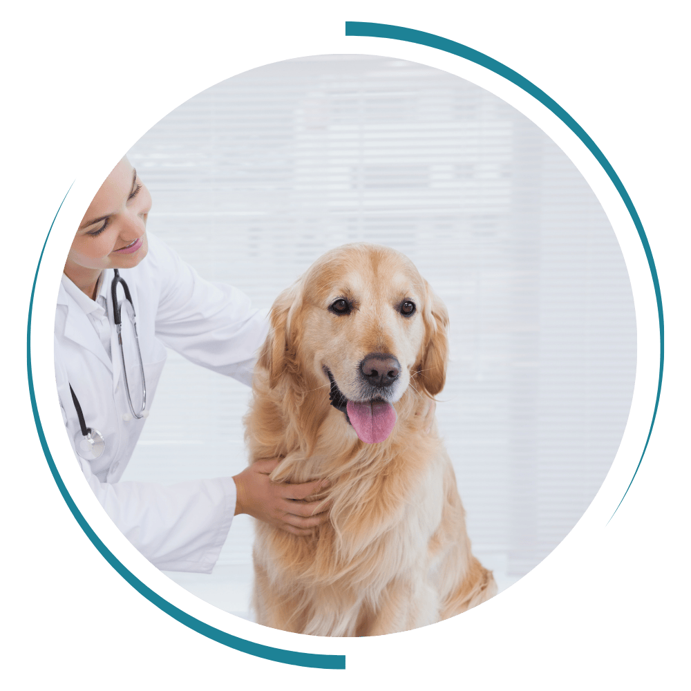 a vet holding a dog