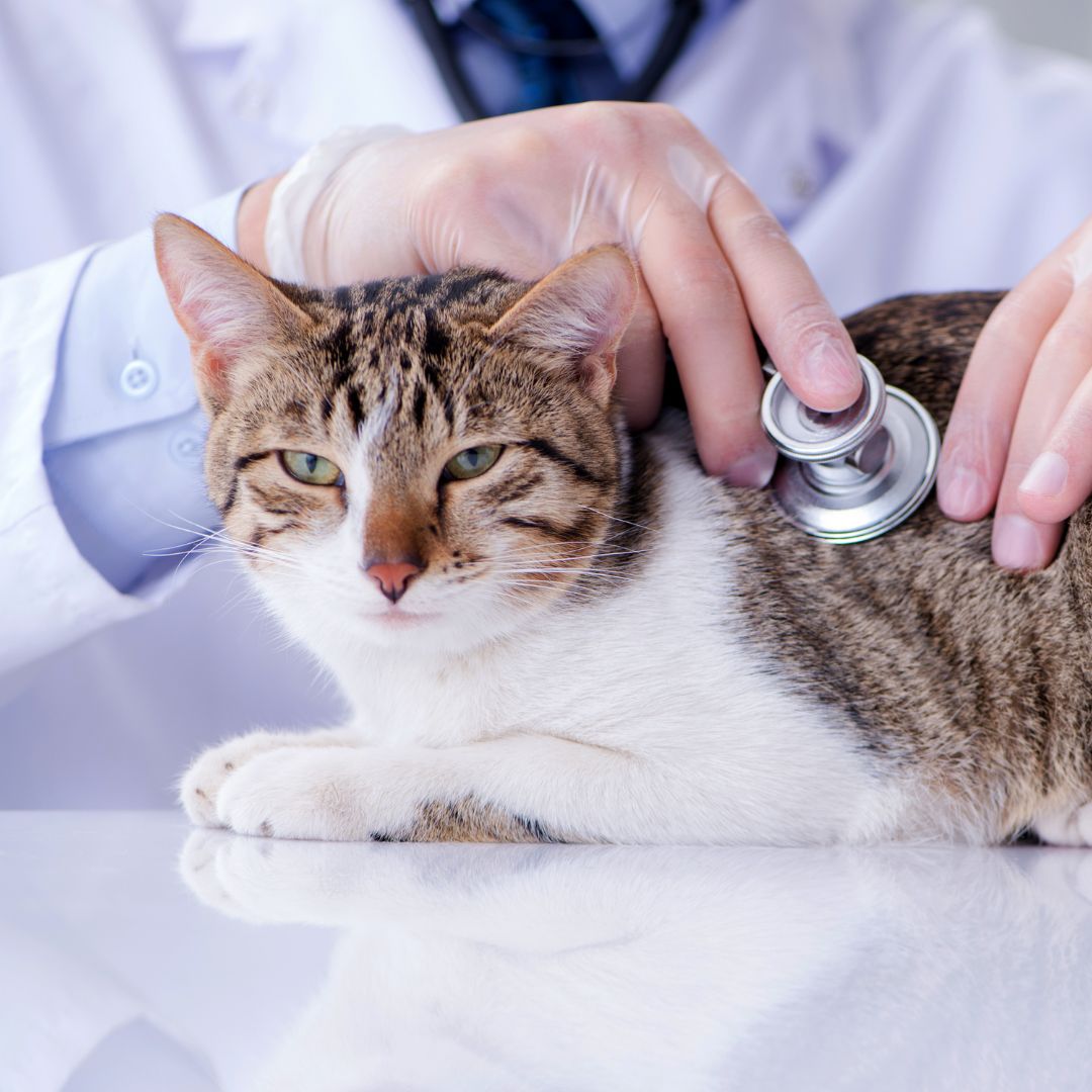 a cat is being examined by a vet