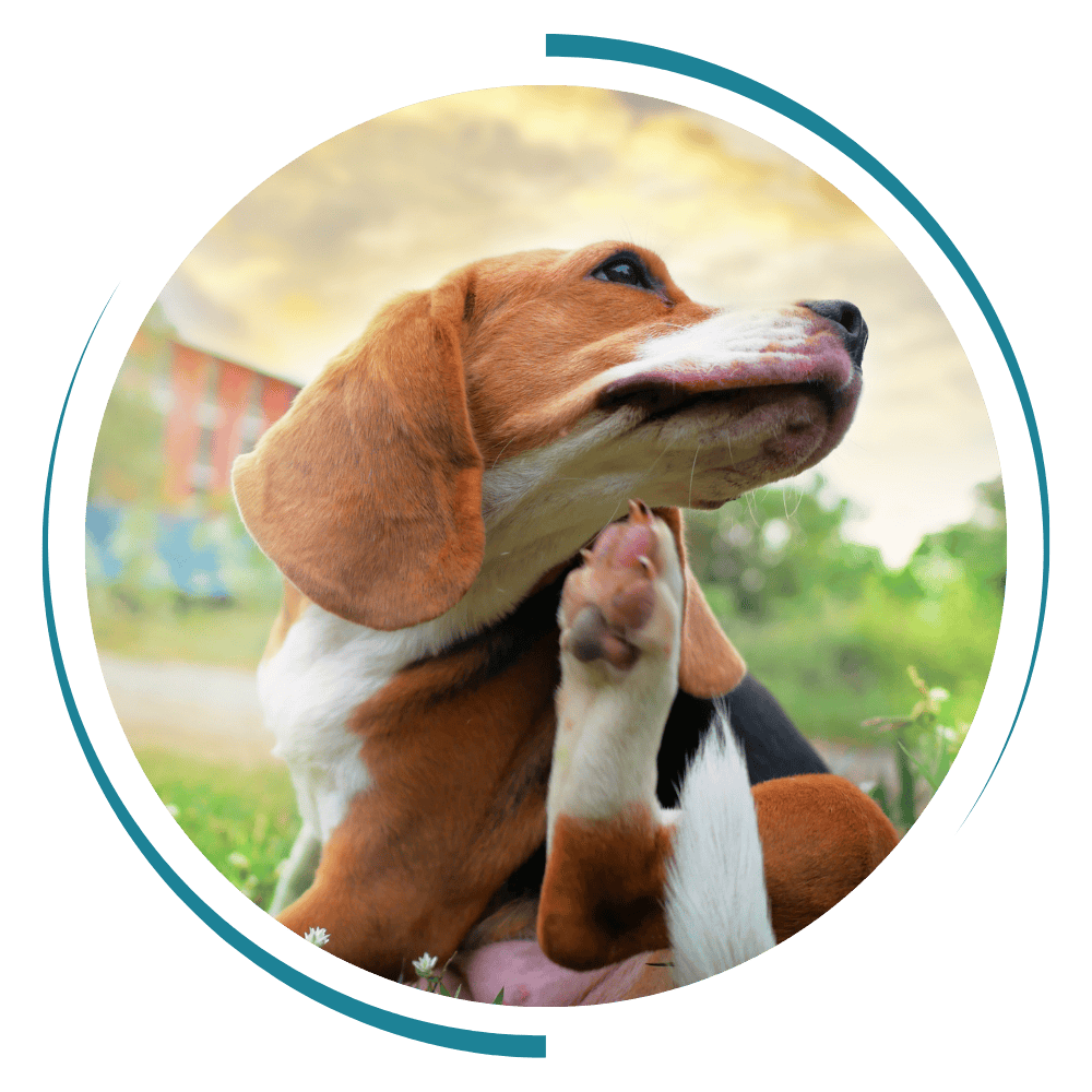 a brown dog sitting on top of a grass covered field