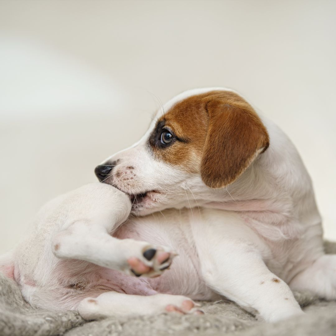 a small brown and white dog lying on top of a bed