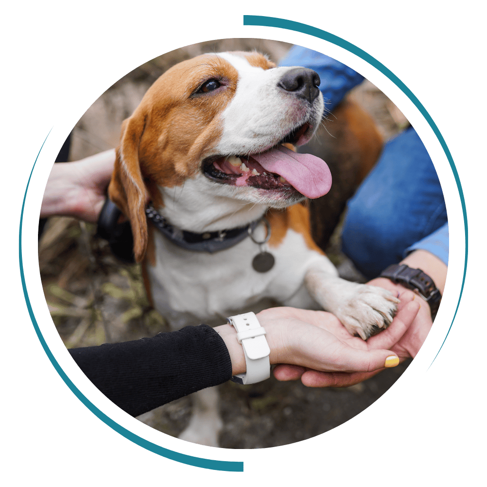 a brown dog sitting on top of a person hand