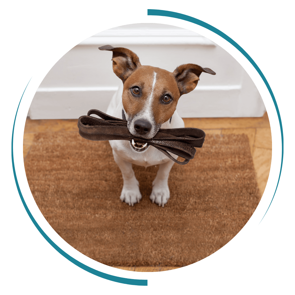 a brown and white dog holding a leash in it's mouth