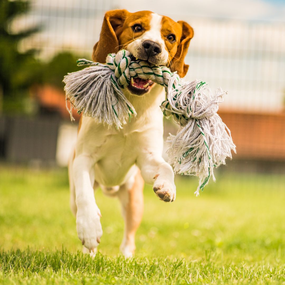 a brown and white dog carrying a toy in its mouth