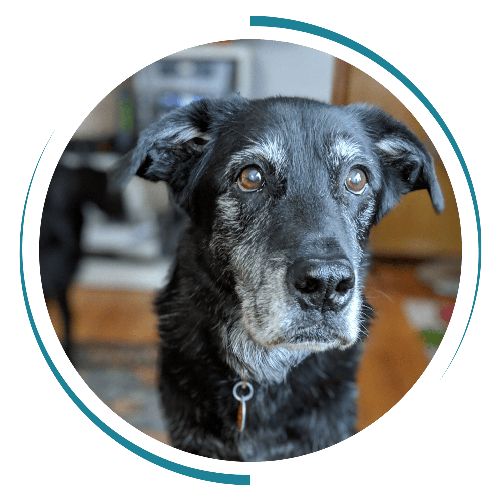 a close up of a dog looking at the camera