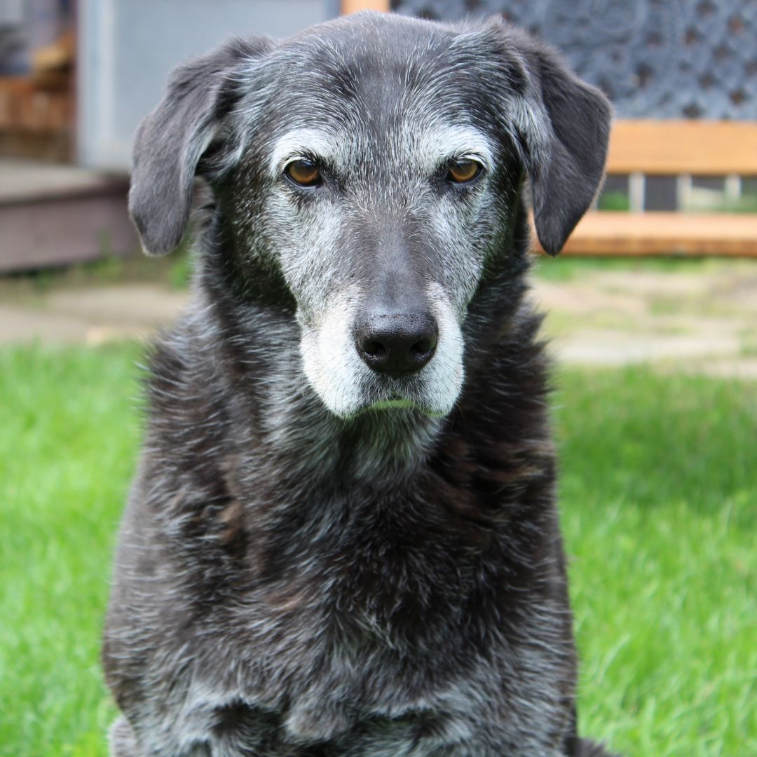 a black dog sitting on top of a lush green field