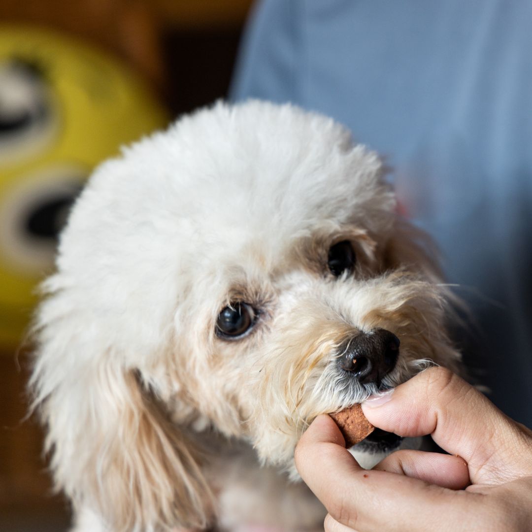 a small white dog being fed by a person