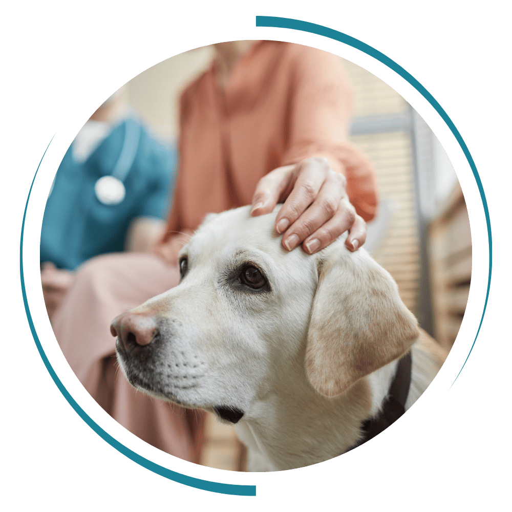 a person petting a white dog