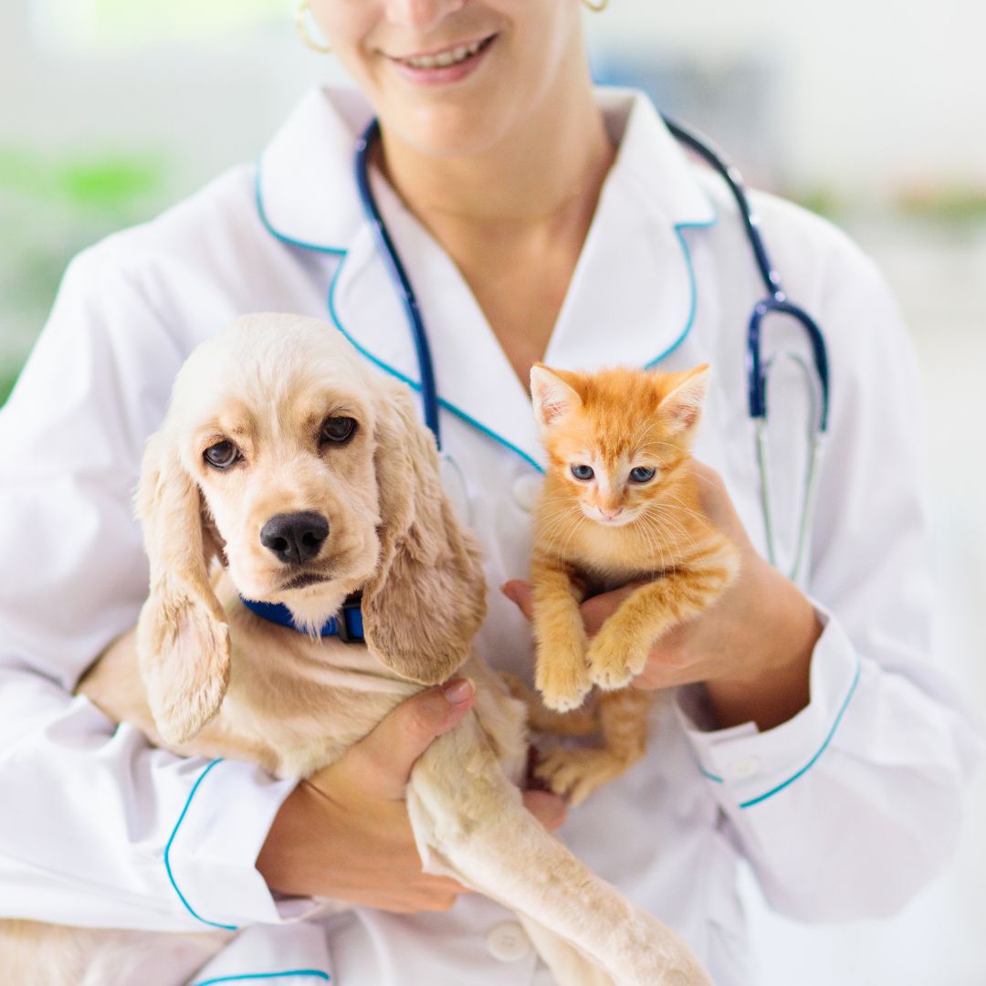 a vet holding a dog and cat