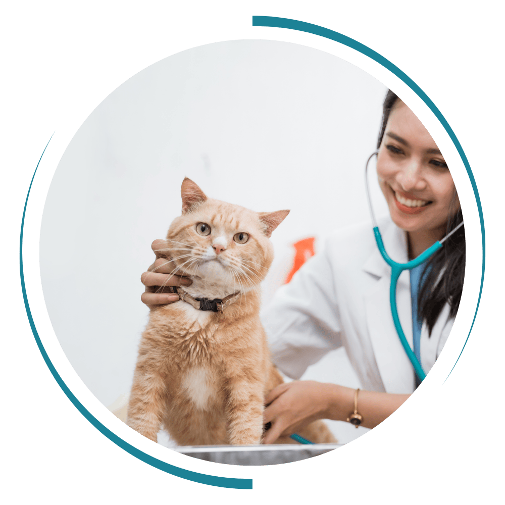 a vet in a white coat holding a cat