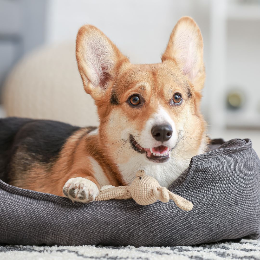 a dog lying in a bed with a toy