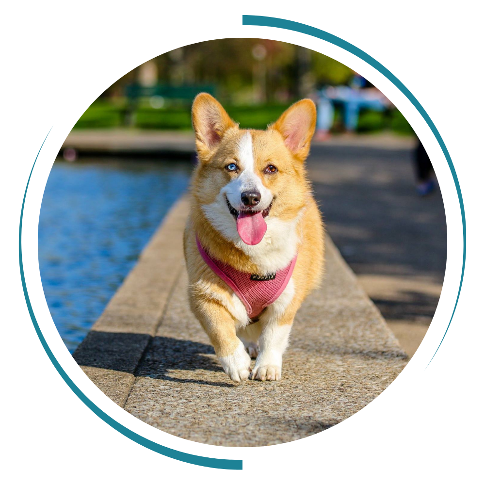 a dog waering a red collar