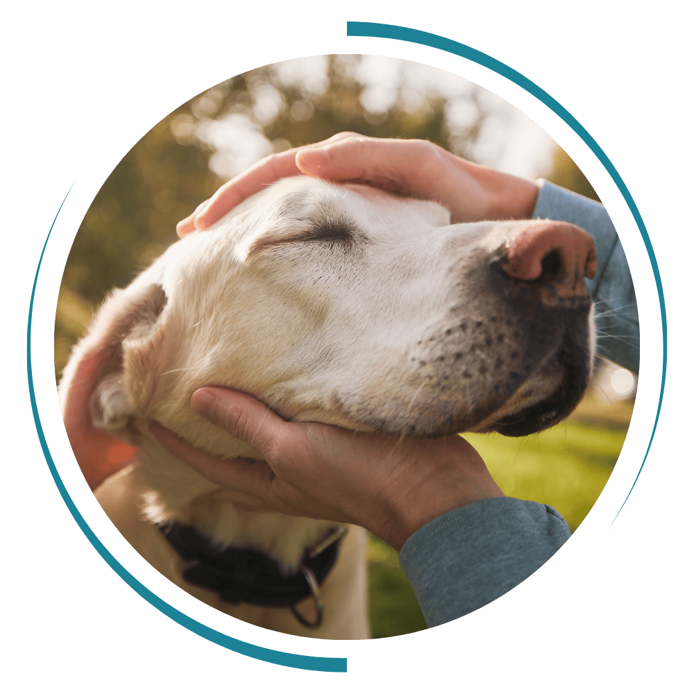 a person holding a dog in their hands