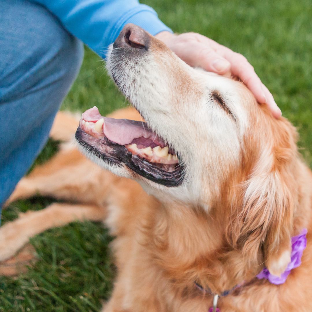 a person petting a dog on the grass