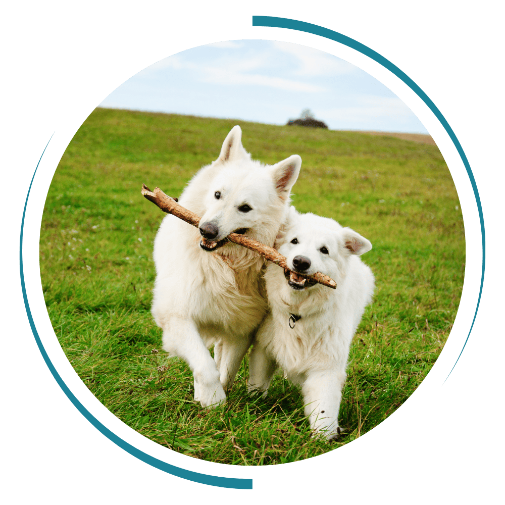 two white dogs holding a stick in their mouth