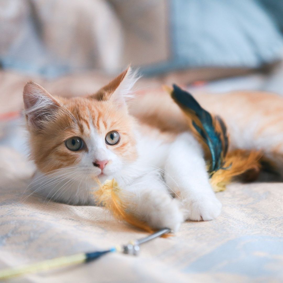 cat playing with a toy