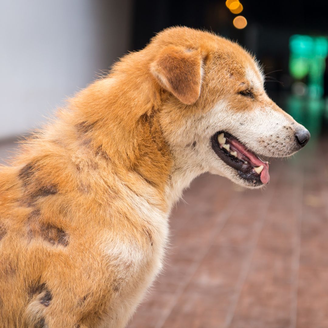 dog with patchy fur from skin issues