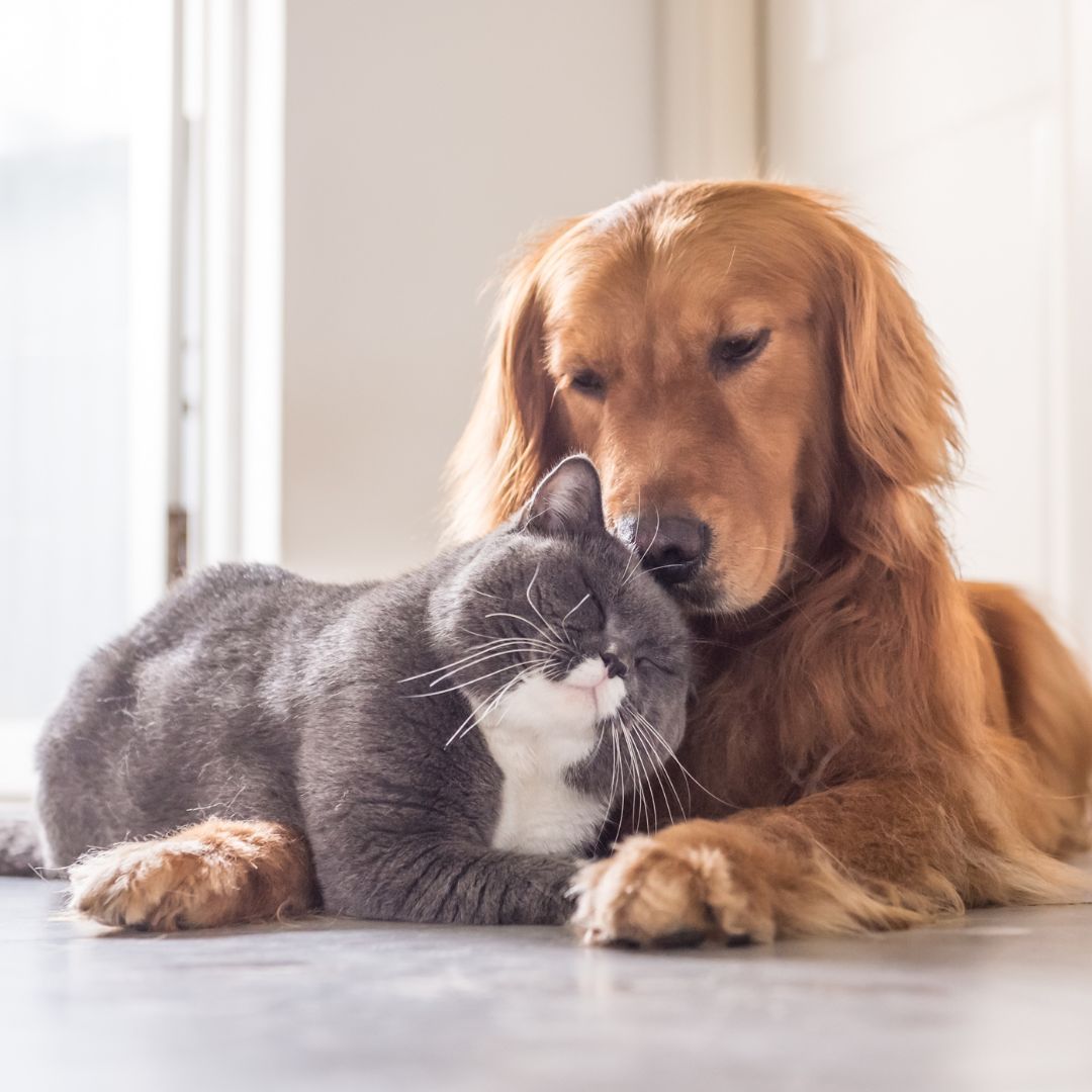 a dog and cat lying on the floor