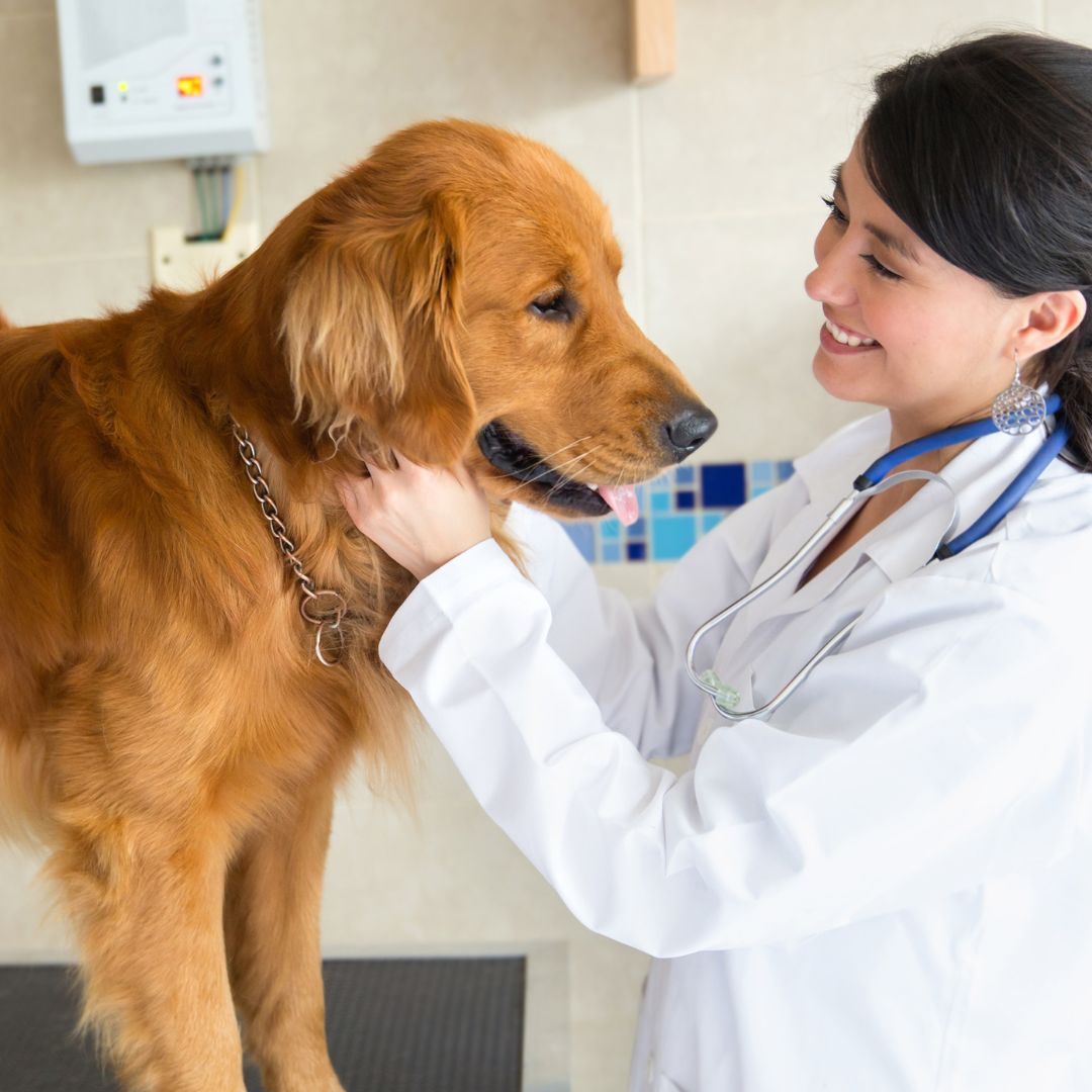 vet examining a dog