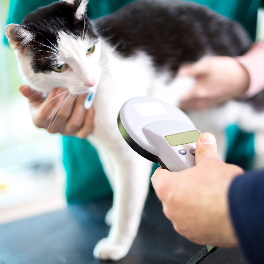 vet scanning a pets microchip