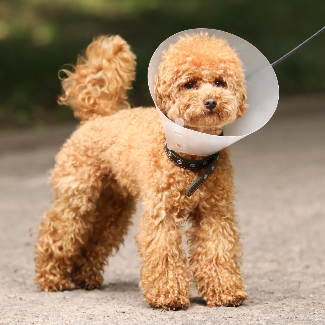 dog wearing a cone 